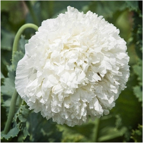 antique shades peony poppy seeds for planting