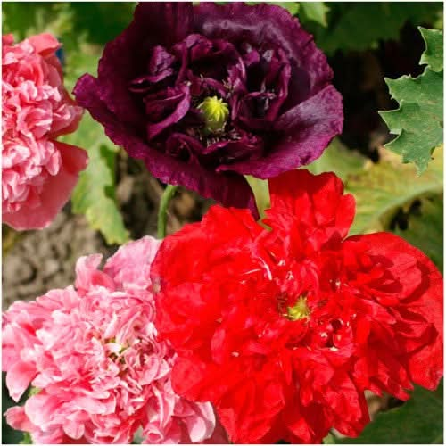 antique shades peony poppy seeds for planting