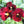 Arkwright ruby viola