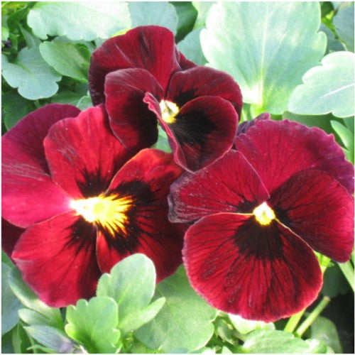 Arkwright Ruby Viola Seeds For Planting (Viola cornuta)