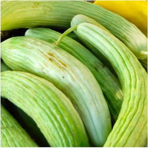 Armenian Yard Long Cucumber Seeds For Planting (Cucumis sativa)