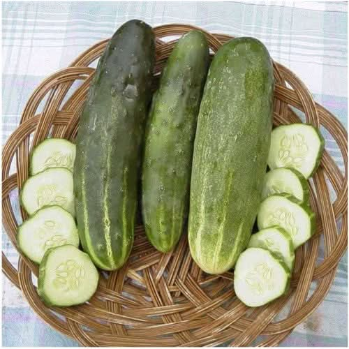 ashley slicing cucumber seeds for planting