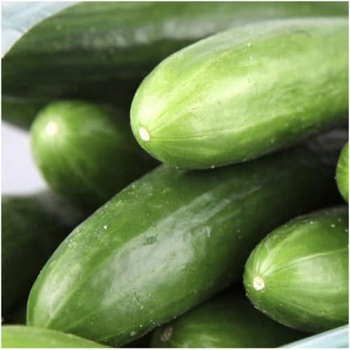 ashley slicing cucumber seeds for planting