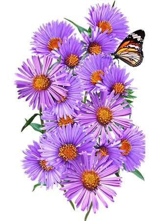 New England Aster Seeds For Planting (Aster novae-angliae)