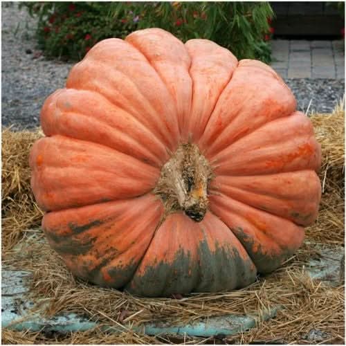 Atlantic Giant Pumpkin