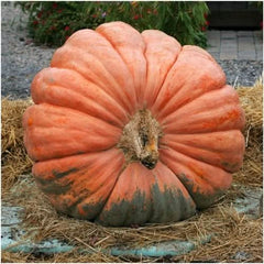 Atlantic Giant Pumpkin Seeds For Planting (Cucurbita maxima)