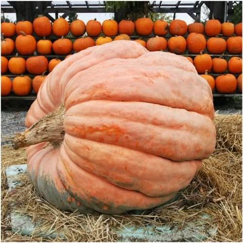 spooky mix pumpkin seeds for planting