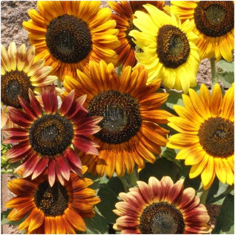 autumn beauty sunflower seeds for planting