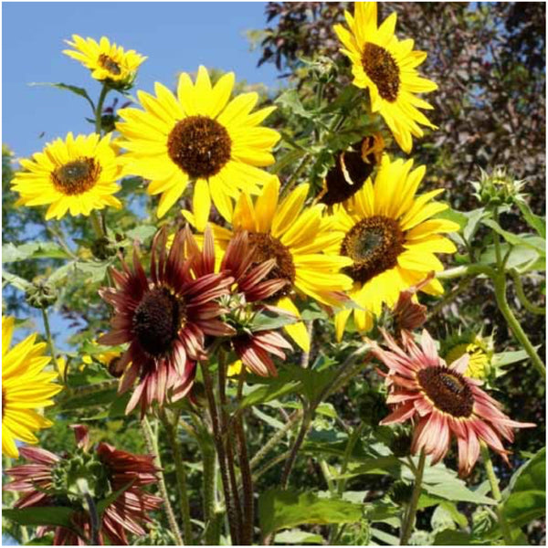 crazy mixed sunflower seeds for planting