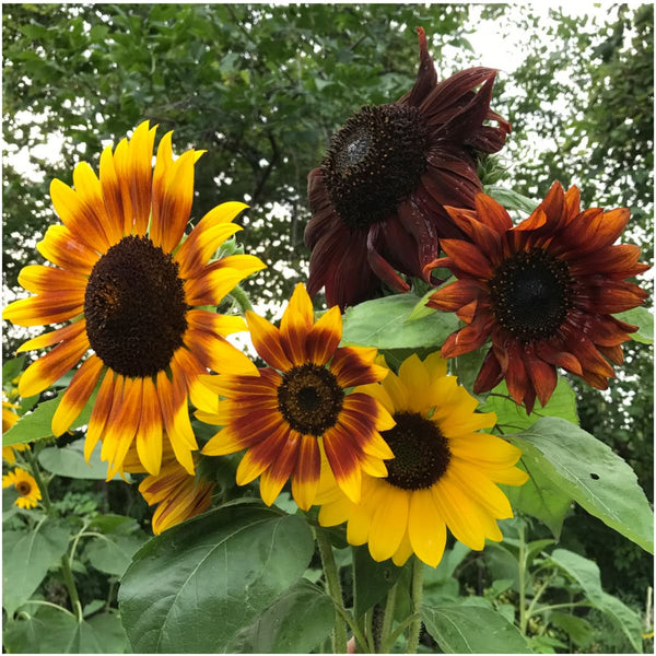 autumn beauty sunflower seeds for planting