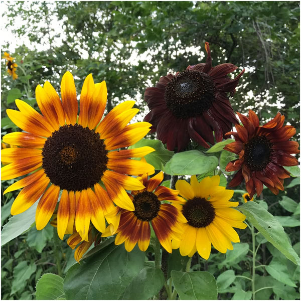 Crazy Sunflower Seed Collection