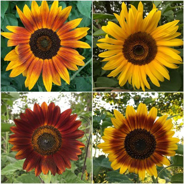 autumn beauty sunflower seeds for planting