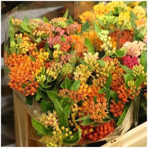 Milkweed Seed Collection