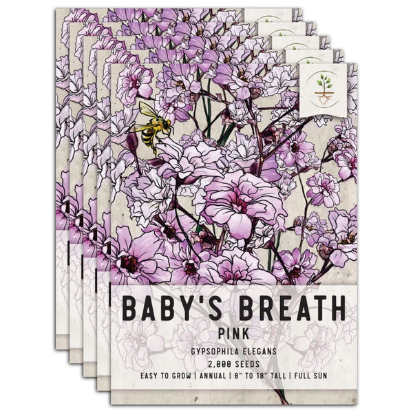 Pink Baby's Breath Seeds For Planting (Gypsophila elegans)