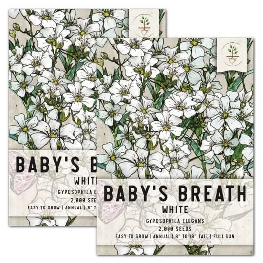 white baby's breath seeds for planting