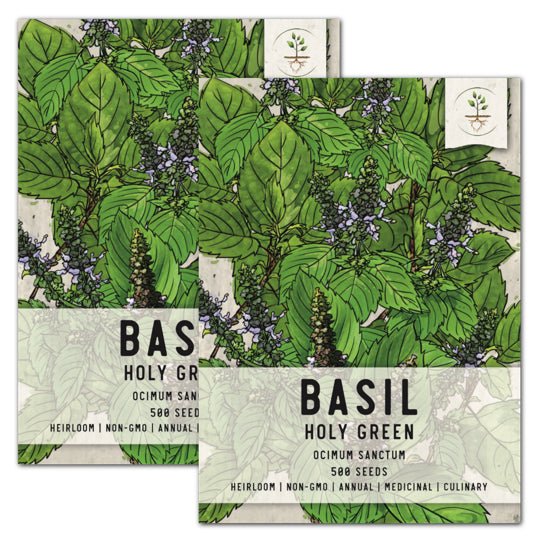 Holy Basil Herb Seeds For Planting (Ocimum sanctum)