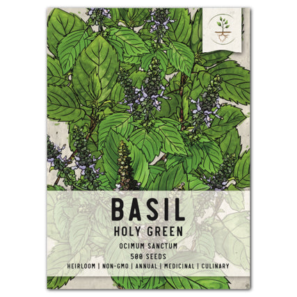 HOLY BASIL HERB SEEDS FOR PLANTING
