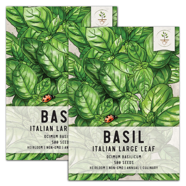 Italian Large Leaf Basil Seeds For Planting (Ocimum basilicum)
