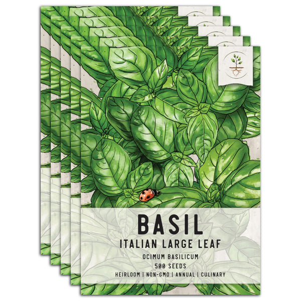 Italian Large Leaf Basil Seeds For Planting (Ocimum basilicum)