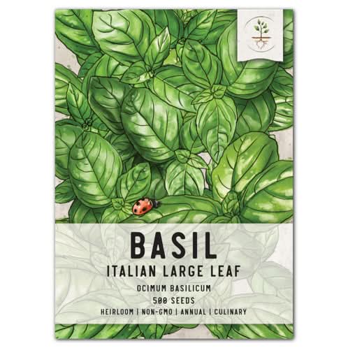Italian Large Leaf Basil Seeds For Planting (Ocimum basilicum)