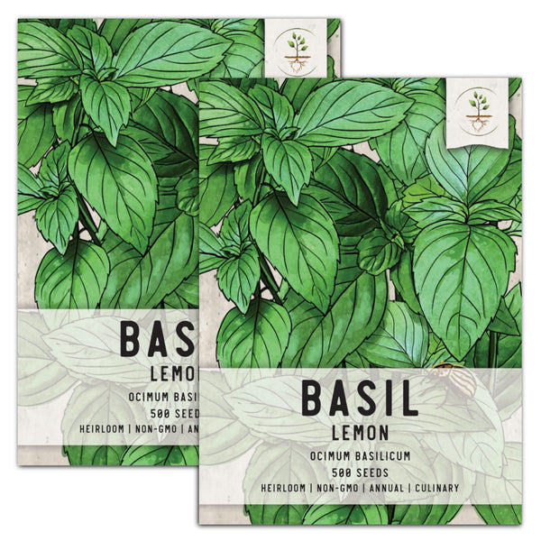 Lemon Basil Seeds For Planting (Ocimum basillicum citriodorum)