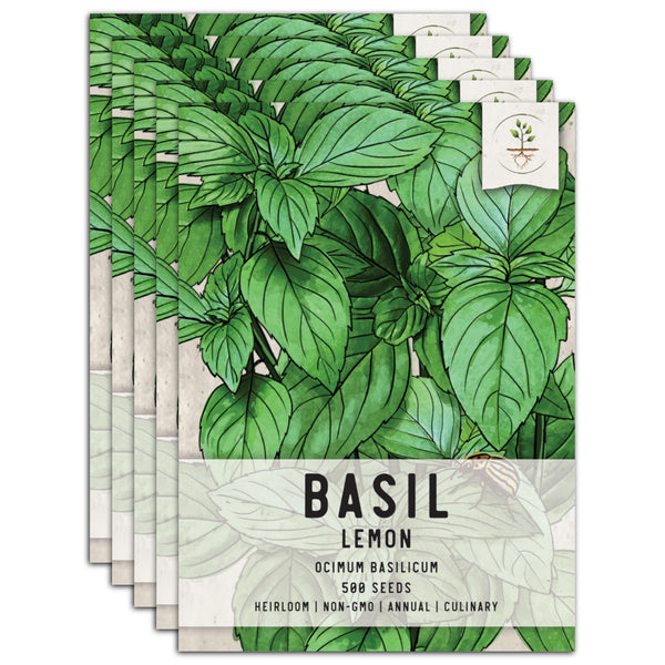 Lemon Basil Seeds For Planting (Ocimum basillicum citriodorum)