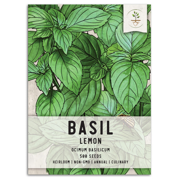 Lemon Basil Seeds For Planting (Ocimum basillicum citriodorum)