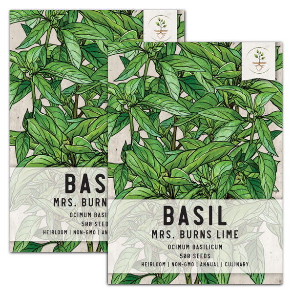 Lime Basil Seeds For Planting (Ocimum x citriodorum)