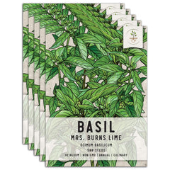 Lime Basil Seeds For Planting (Ocimum x citriodorum)