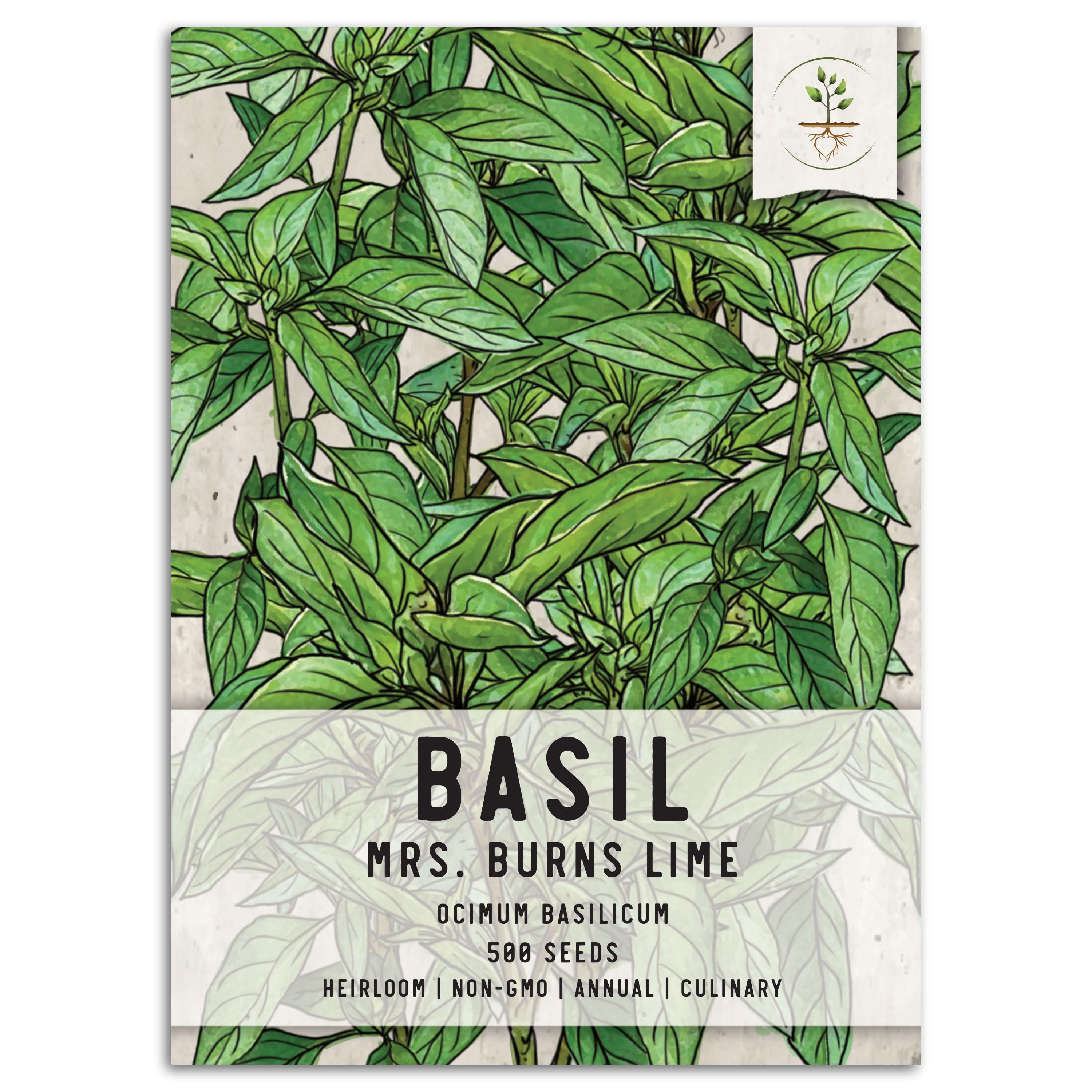 Lime Basil Seeds For Planting (Ocimum x citriodorum) Seed Needs LLC