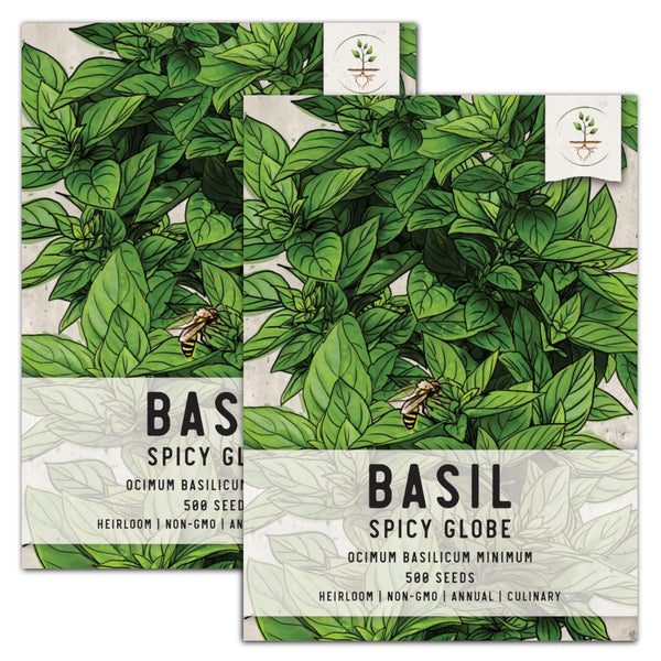 Spicy Globe Basil Seeds For Planting (Ocimum basilicum)