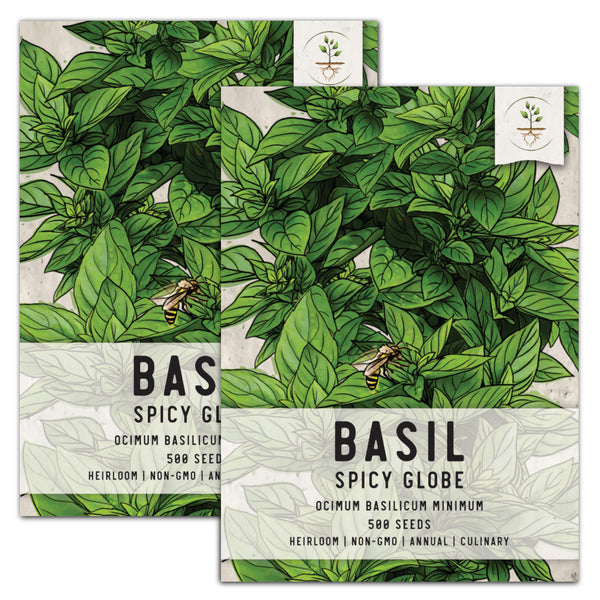 Spicy Globe Basil Seeds For Planting (Ocimum basilicum)