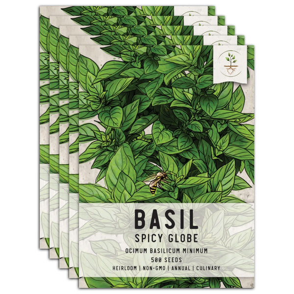 Spicy Globe Basil Seeds For Planting (Ocimum basilicum)