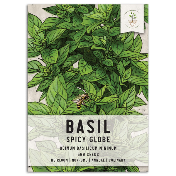 Spicy Globe Basil Seeds For Planting (Ocimum basilicum)