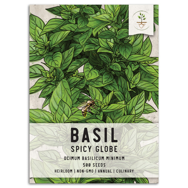 Spicy Globe Basil Seeds For Planting (Ocimum basilicum)