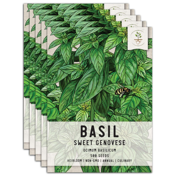 Sweet Basil Herb Seeds For Planting (Ocimum basilicum)
