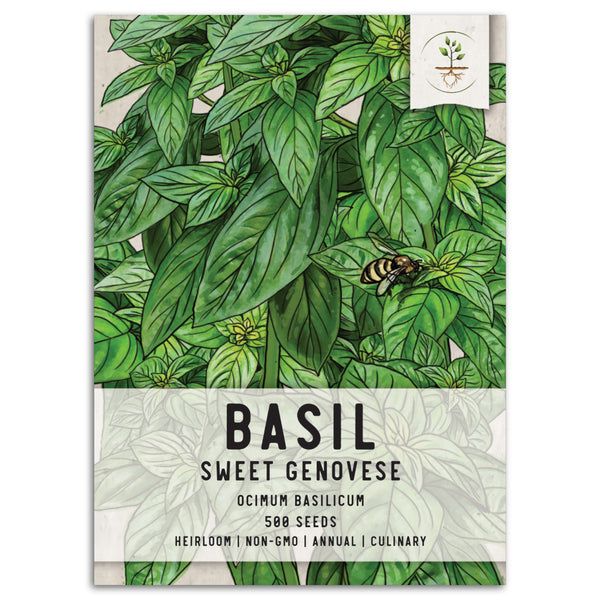 Sweet Basil Herb Seeds For Planting (Ocimum basilicum)