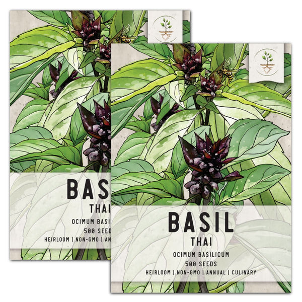 Thai Basil Seeds For Planting (Ocimum basilicum)