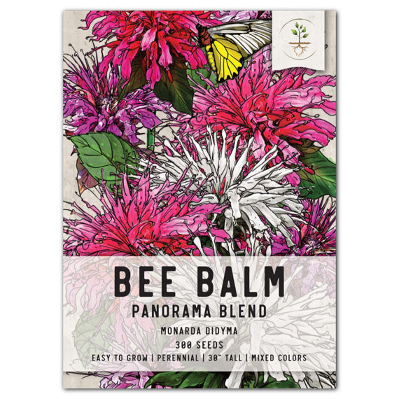 Panorama Blend Bee Balm Seeds For Planting (Monarda didyma)