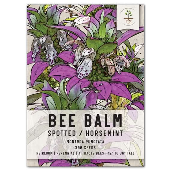 spotted bee balm horsemint seeds for planting