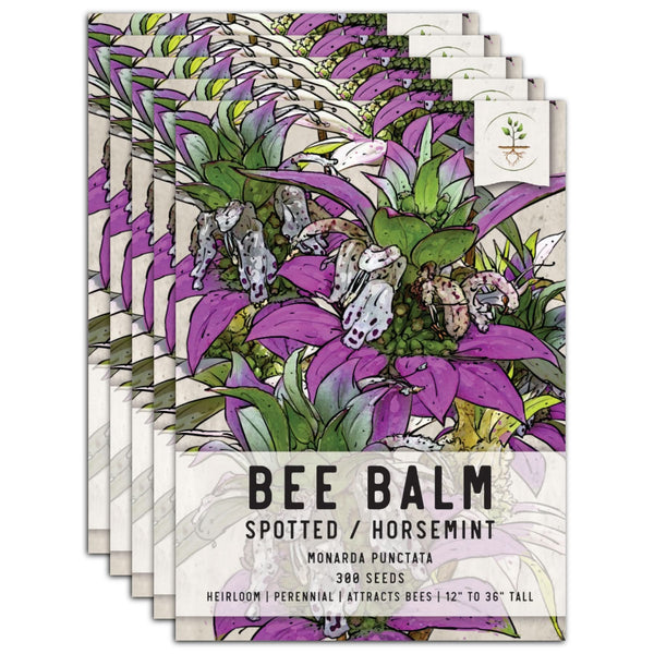 Spotted Bee Balm Seeds For Planting, Horsemint (Monarda punctata)