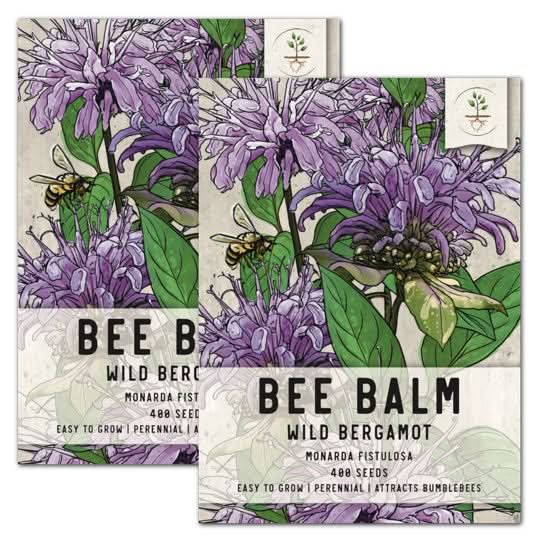 WILD BERGAMOT BEE BALM SEEDS FOR PLANTING