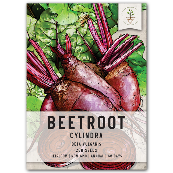 Cylindra Beet Seeds For Planting (Beta vulgaris)