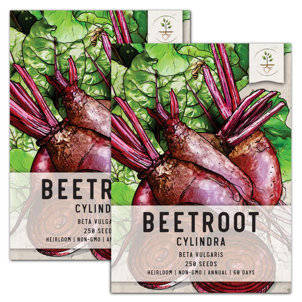 Cylindra Beet Seeds For Planting (Beta vulgaris)