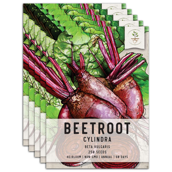 Cylindra Beet Seeds For Planting (Beta vulgaris)