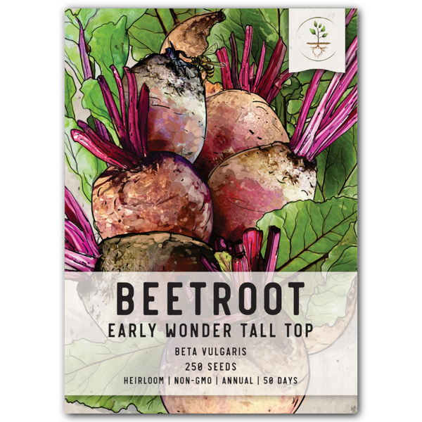 Early Wonder Tall Top Beet Seeds For Planting (Beta vulgaris)