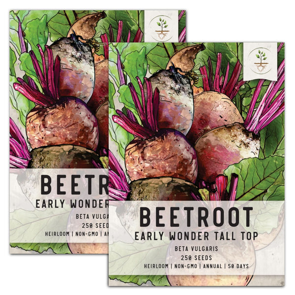 Early Wonder Tall Top Beet Seeds For Planting (Beta vulgaris)