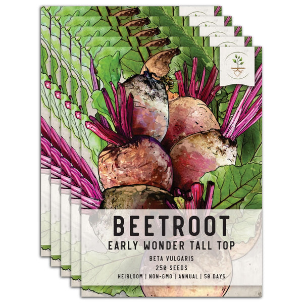Early Wonder Tall Top Beet Seeds For Planting (Beta vulgaris)