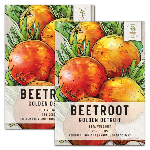 Golden Detroit Beet Seeds For Planting (Beta vulgaris)