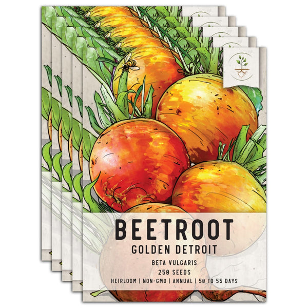 Golden Detroit Beet Seeds For Planting (Beta vulgaris)